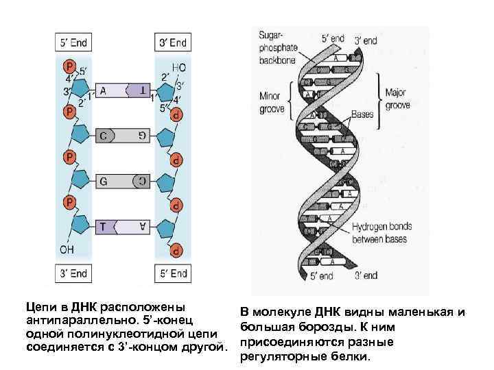 Мфу как расшифровывается в медицине