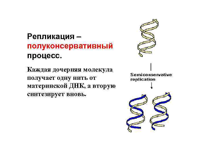 Рассмотрите рисунок 169 на котором представлена схема полуконсервативной репликации днк укажите