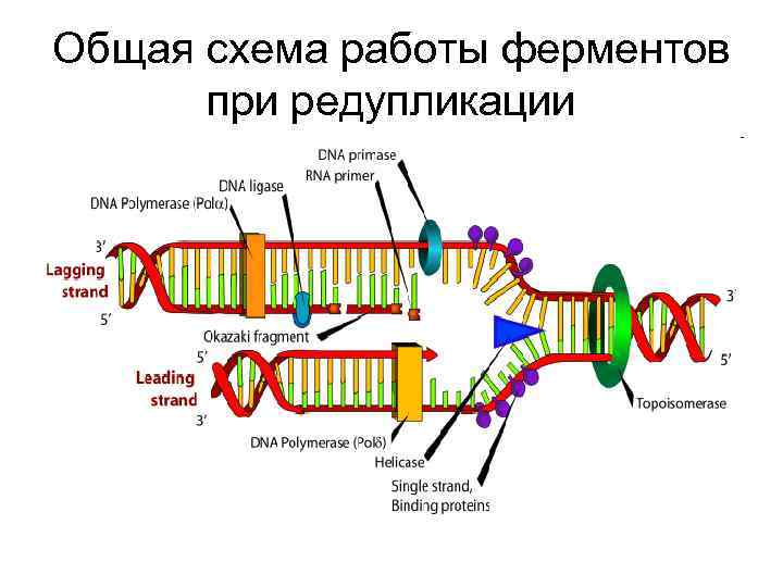 Общая схема работы ферментов при редупликации 