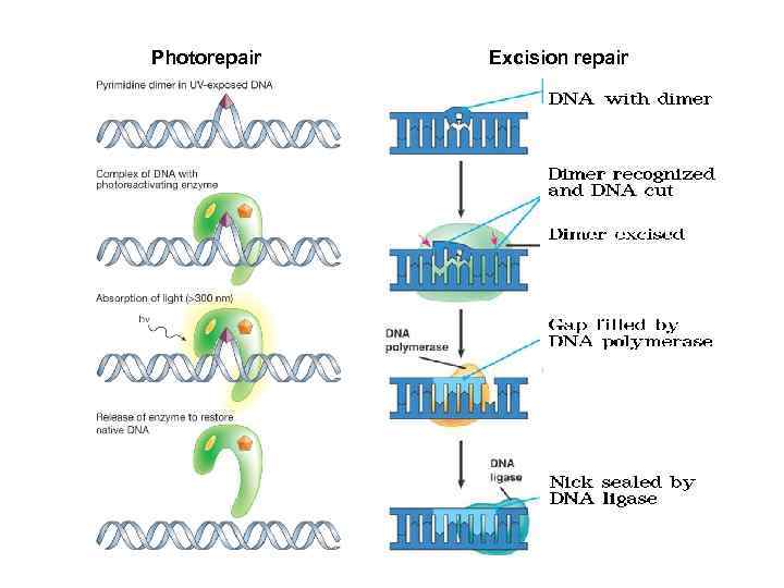 Photorepair Excision repair 