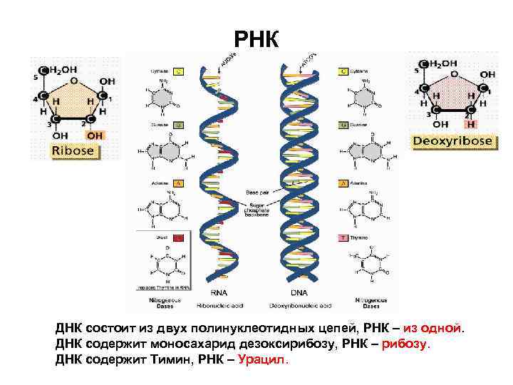 РНК ДНК состоит из двух полинуклеотидных цепей, РНК – из одной. ДНК содержит моносахарид