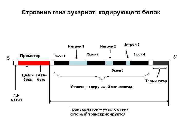 Строение гена эукариот, кодирующего белок Интрон 1 5’ Промотор Экзон 1 Интрон 2 Интрон