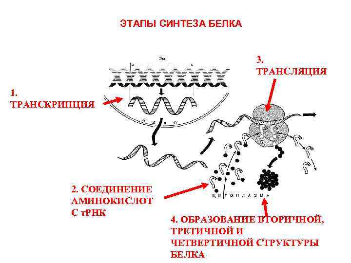 ЭТАПЫ СИНТЕЗА БЕЛКА Ген 3. ТРАНСЛЯЦИЯ 1. ТРАНСКРИПЦИЯ 2. СОЕДИНЕНИЕ АМИНОКИСЛОТ С т. РНК