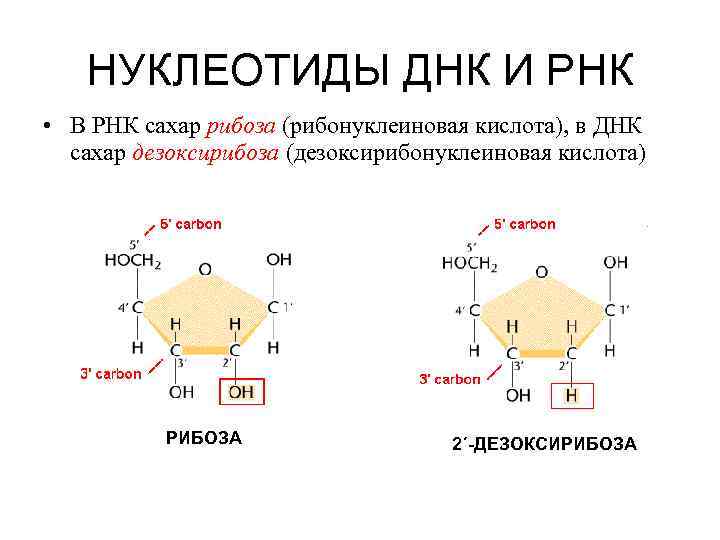 НУКЛЕОТИДЫ ДНК И РНК • В РНК сахар рибоза (рибонуклеиновая кислота), в ДНК сахар