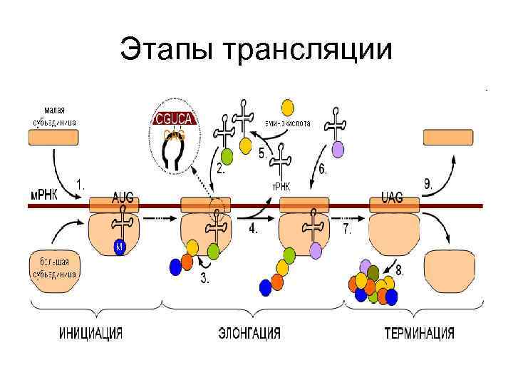 Этапы трансляции 