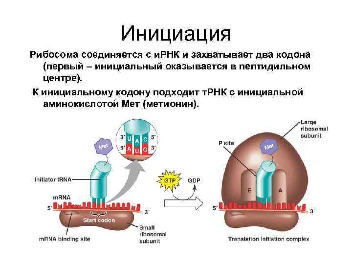 Инициация Рибосома соединяется с и. РНК и захватывает два кодона (первый – инициальный оказывается