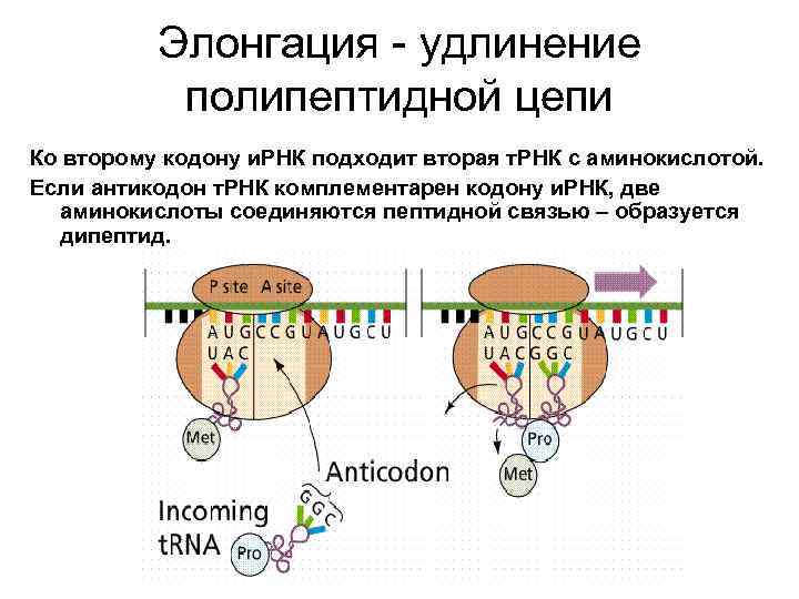 Элонгация - удлинение полипептидной цепи Ко второму кодону и. РНК подходит вторая т. РНК