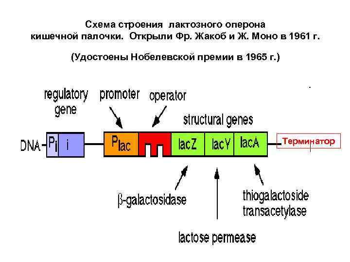 Схема строения лактозного оперона кишечной палочки. Открыли Фр. Жакоб и Ж. Моно в 1961