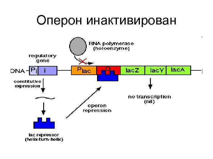 Оперон инактивирован 