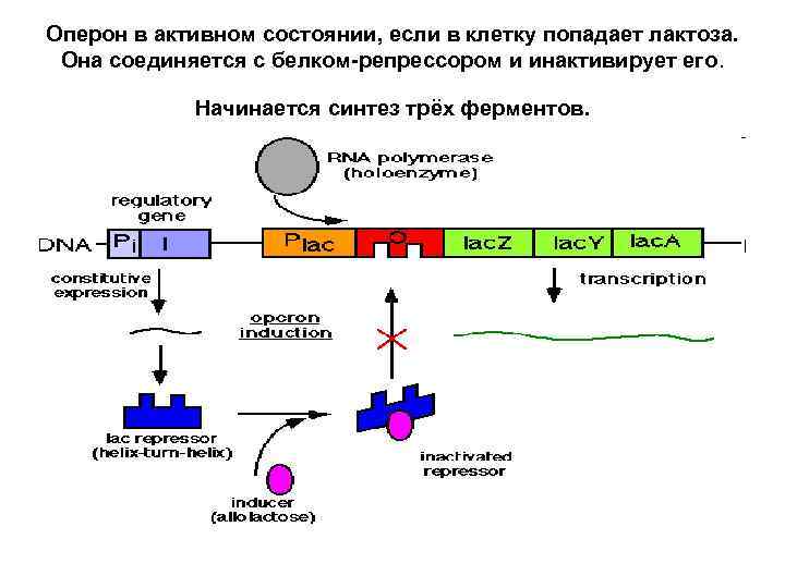 Оперон в активном состоянии, если в клетку попадает лактоза. Она соединяется с белком-репрессором и