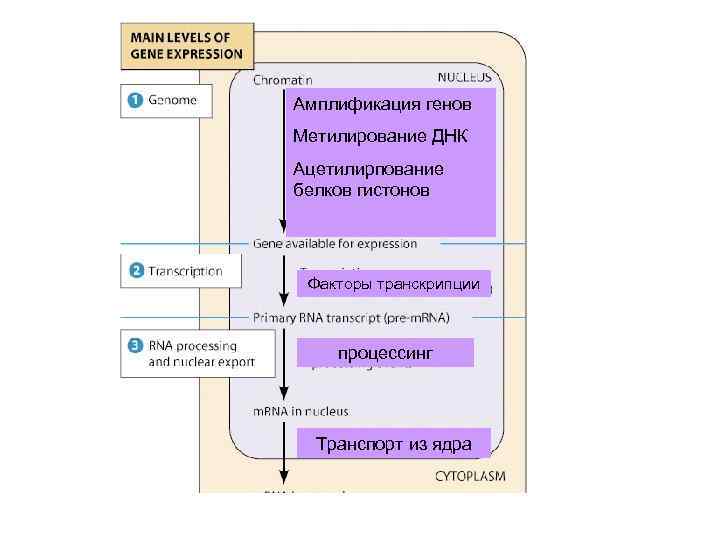Амплификация генов Метилирование ДНК Ацетилирпование белков гистонов Факторы транскрипции процессинг Транспорт из ядра 