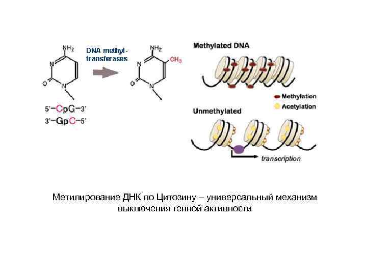 Метилирование ДНК по Цитозину – универсальный механизм выключения генной активности 