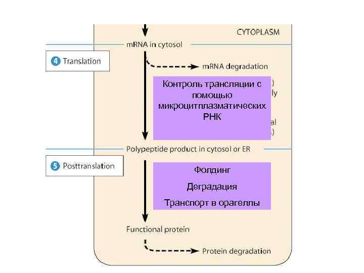 Контроль трансляции с помощью микроцитплазматических РНК Фолдинг Деградация Транспорт в орагеллы 