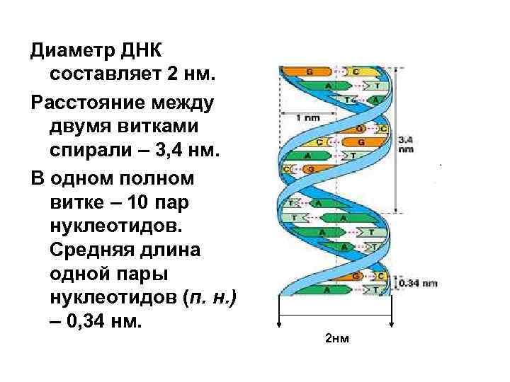 Диаметр ДНК составляет 2 нм. Расстояние между двумя витками спирали – 3, 4 нм.