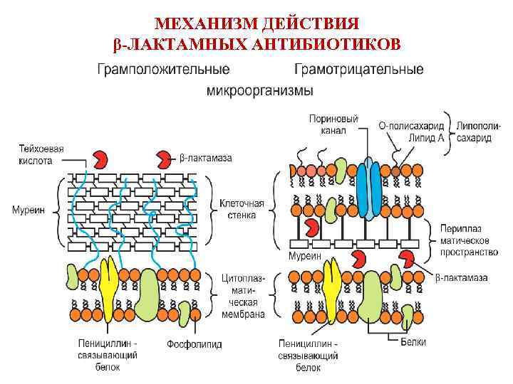 МЕХАНИЗМ ДЕЙСТВИЯ β-ЛАКТАМНЫХ АНТИБИОТИКОВ 