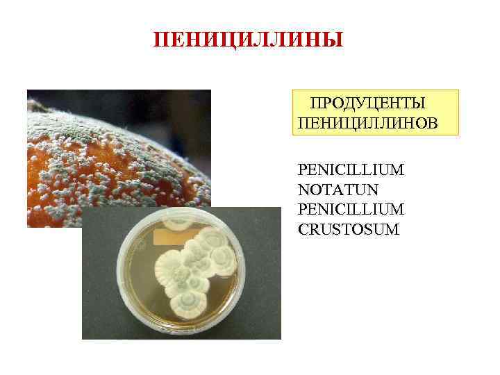 ПЕНИЦИЛЛИНЫ ПРОДУЦЕНТЫ ПЕНИЦИЛЛИНОВ PENICILLIUM NOTATUN PENICILLIUM CRUSTOSUM 