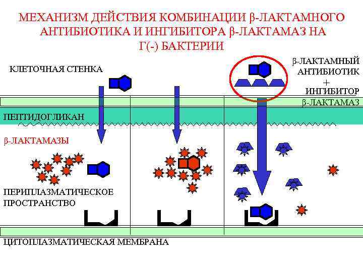 МЕХАНИЗМ ДЕЙСТВИЯ КОМБИНАЦИИ β-ЛАКТАМНОГО АНТИБИОТИКА И ИНГИБИТОРА β-ЛАКТАМАЗ НА Г(-) БАКТЕРИИ КЛЕТОЧНАЯ СТЕНКА β-ЛАКТАМНЫЙ