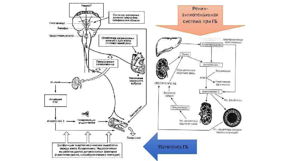 Ренинангиотензивная система при ГБ Патогенез ГБ 