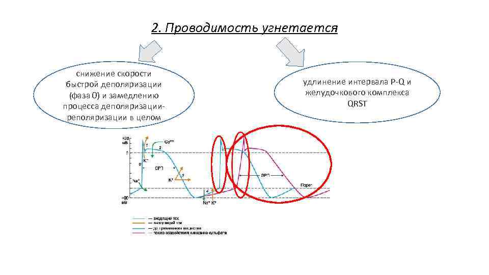 2. Проводимость угнетается снижение скорости быстрой деполяризации (фаза 0) и замедлению процесса деполяризацииреполяризации в