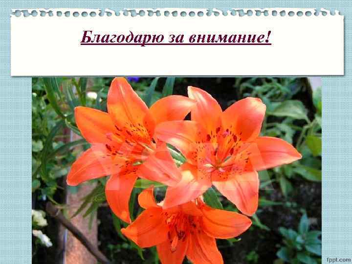 Благодарю за внимание! 