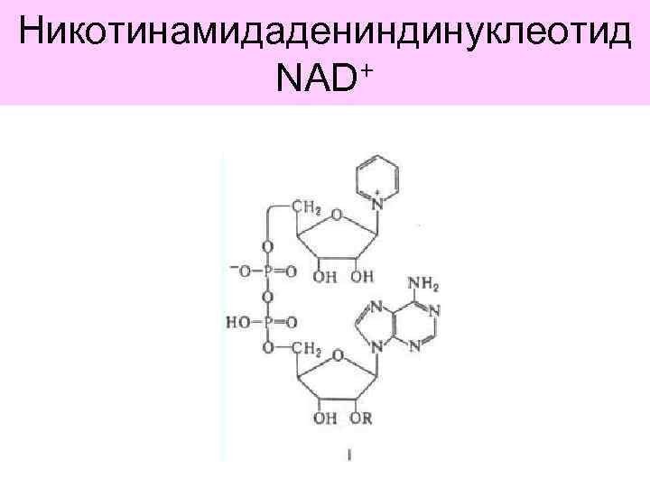 Никотинамидадениндинуклеотид NAD+ 