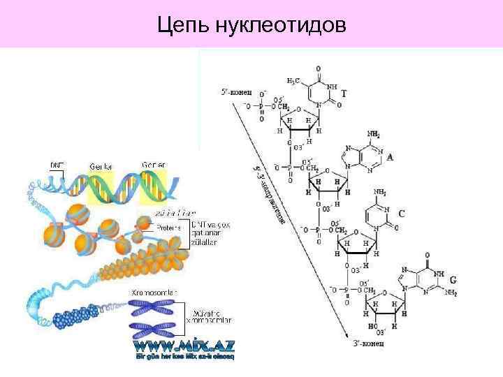 Цепь нуклеотидов 