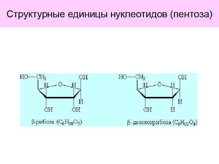 Структурные единицы нуклеотидов (пентоза) 