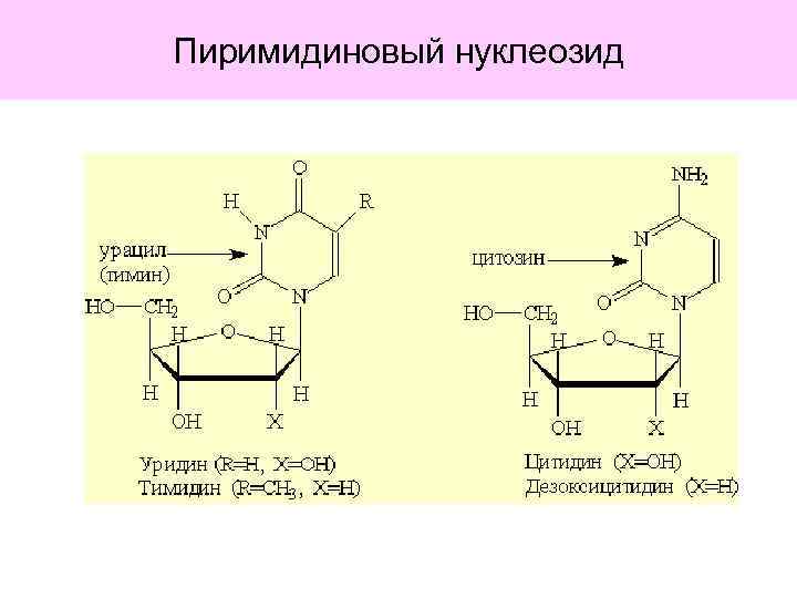 Пиримидиновый нуклеозид 