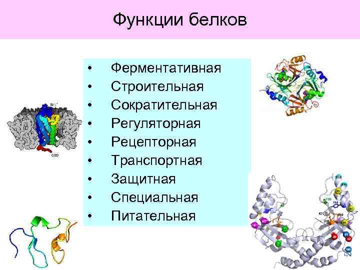 Функции белков • • • Ферментативная Строительная Сократительная Регуляторная Рецепторная Транспортная Защитная Специальная Питательная