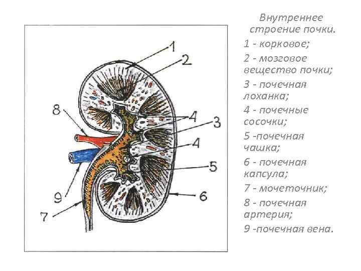 Внутреннее строение почки. 1 - корковое; 2 - мозговое вещество почки; 3 почечная лоханка;