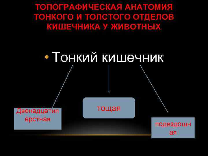 ТОПОГРАФИЧЕСКАЯ АНАТОМИЯ ТОНКОГО И ТОЛСТОГО ОТДЕЛОВ КИШЕЧНИКА У ЖИВОТНЫХ • Тонкий кишечник Двенадцатип ерстная