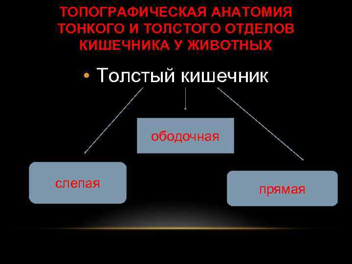 ТОПОГРАФИЧЕСКАЯ АНАТОМИЯ ТОНКОГО И ТОЛСТОГО ОТДЕЛОВ КИШЕЧНИКА У ЖИВОТНЫХ • Толстый кишечник ободочная слепая