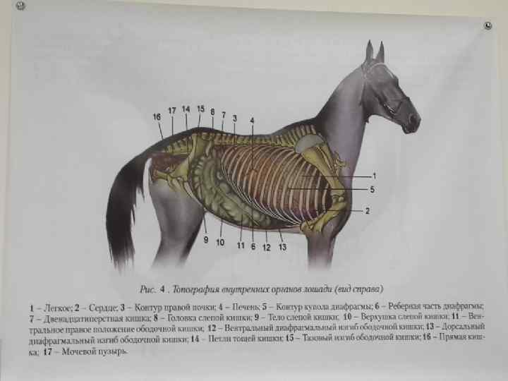 ТОПОГРАФИЧЕСКАЯ АНАТОМИЯ ТОНКОГО И ТОЛСТОГО ОТДЕЛОВ КИШЕЧНИКА У ЛОШАДИ 