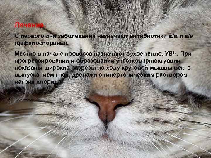 Лечение. С первого дня заболевания назначают антибиотики в/в и в/м (цефалоспорины). Местно в начале