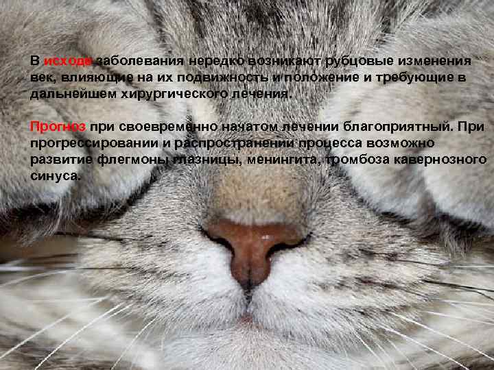 В исходе заболевания нередко возникают рубцовые изменения век, влияющие на их подвижность и положение