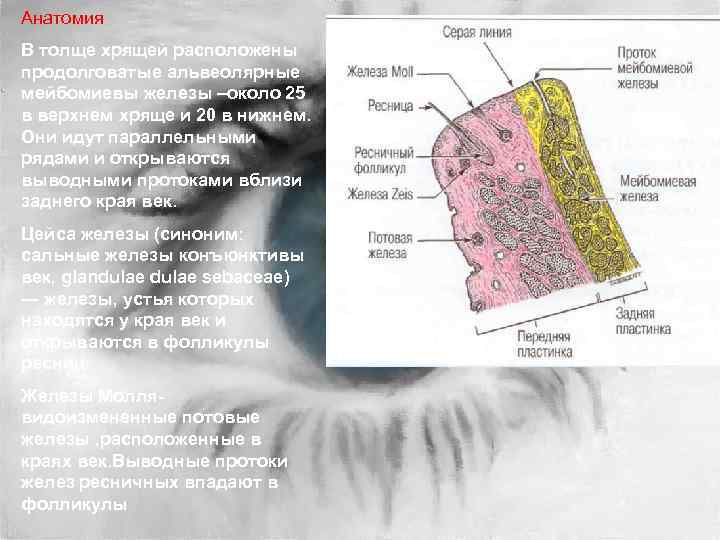 Анатомия В толще хрящей расположены продолговатые альвеолярные мейбомиевы железы –около 25 в верхнем хряще