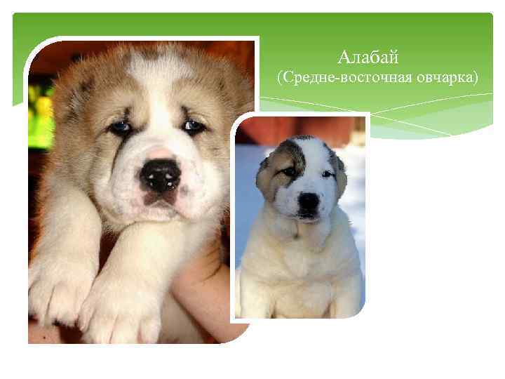 Алабай (Средне-восточная овчарка) 