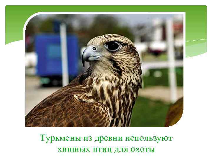 Туркмены из древни используют хищных птиц для охоты 