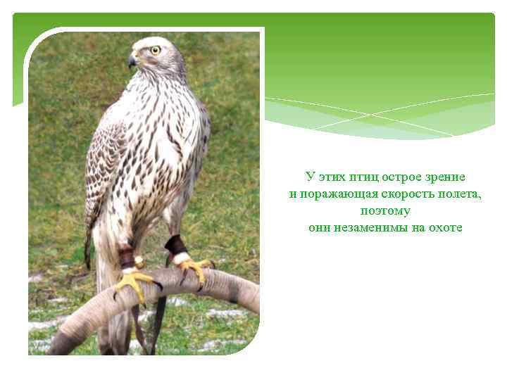 У этих птиц острое зрение и поражающая скорость полета, поэтому они незаменимы на охоте
