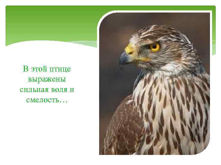 В этой птице выражены сильная воля и смелость… 