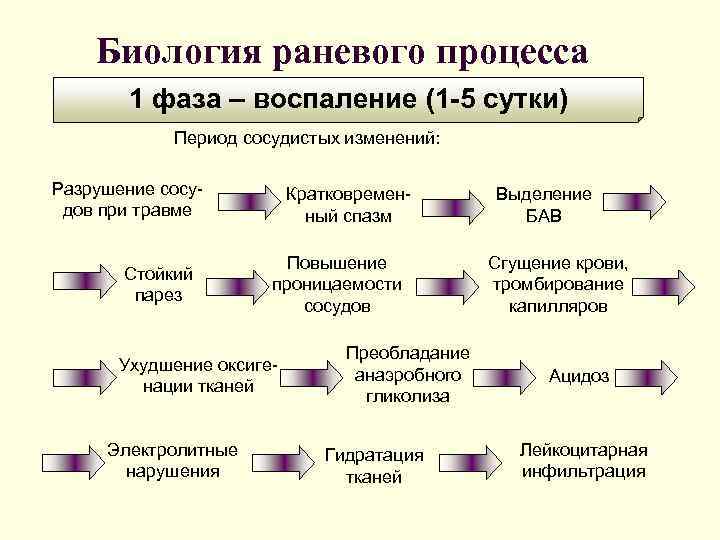 Раневой процесс