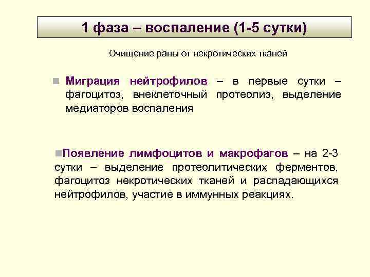 1 фаза – воспаление (1 -5 сутки) Очищение раны от некротических тканей Миграция нейтрофилов