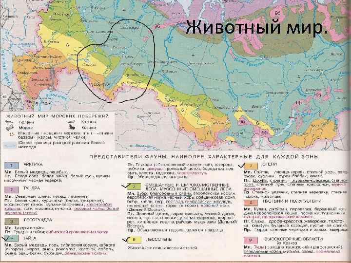 Животный мир. 