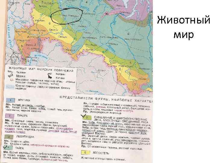 Животный мир 