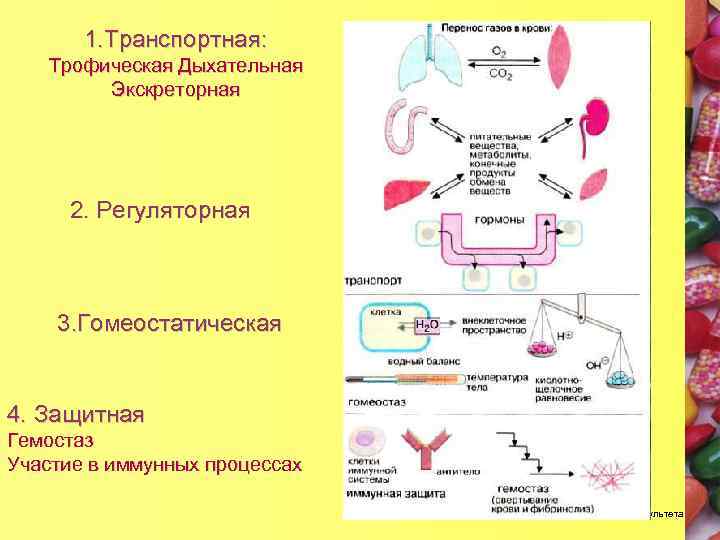 1. Транспортная: Трофическая Дыхательная Экскреторная 2. Регуляторная 3. Гомеостатическая 4. Защитная Гемостаз Участие в