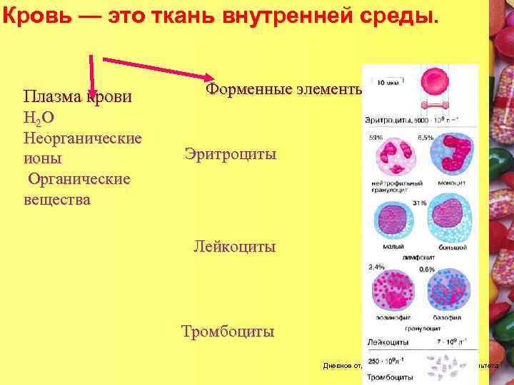 Элементы крови в материале. Кровь плазма и форменные элементы крови. Плазма эритроциты лейкоциты тромбоциты. Внутренняя среда кровь форменные элементы и. Схема строения форменных элементов крови.