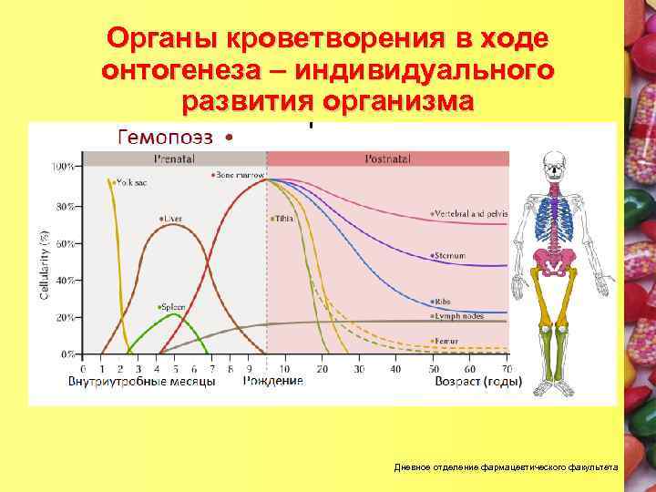 Органы кроветворения в ходе онтогенеза – индивидуального развития организма Дневное отделение фармацевтического факультета 