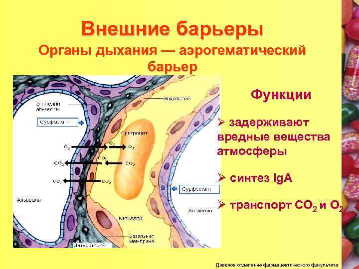 Схема строения аэрогематического барьера