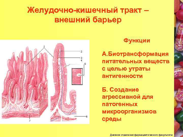 Защитные функции организма презентация