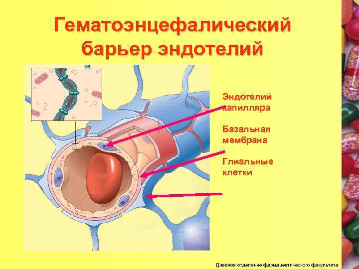 Гематоэнцефалический барьер рисунок